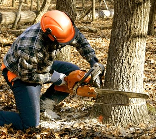 Tree Removal in Darrow, LA